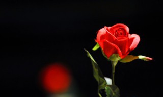 玫瑰花扦插方法 怎么扦插玫瑰花