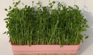 麦芽菜种植方法 麦芽菜如何种植