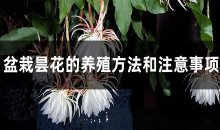 昙花养殖方法和注意事项 盆栽昙花怎么养殖