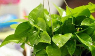 绿萝杆插方法 杆插绿萝的步骤