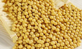 种豆子的方法 黄豆的种植方法介绍