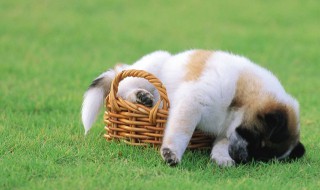 2021年运势最好的生肖 2021年运势最好的生肖是什么