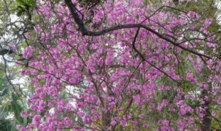 紫檀花卉养殖方法 紫檀花应该如何种植