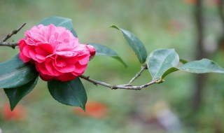 茶花盆栽种植方法 茶花盆栽应该如何种植