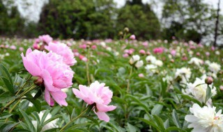 芍药怎么种植 芍药种植方法和时间