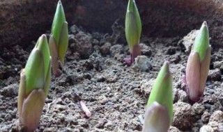 百合的种植方法和管理 百合四季种植方法和管理介绍