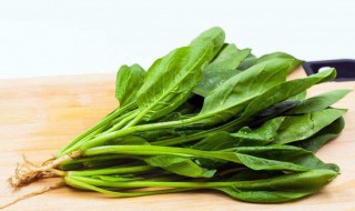 菠菜的种植时间和方法 菠菜的种植方法介绍