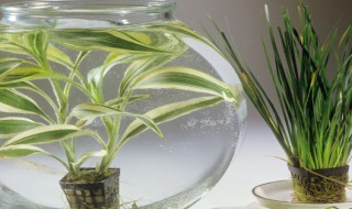 兰花烂根处理方法 兰花烂根解决方法推荐