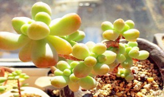 多肉育苗方法 多肉怎么育苗