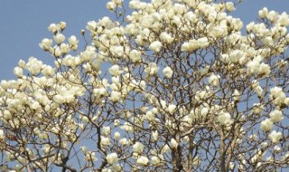 北方玉兰树的种植方法 怎么种植玉兰树