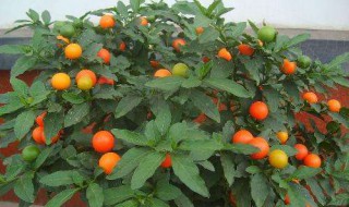 珊瑚樱的养殖方法 珊瑚樱的养殖方法简单介绍