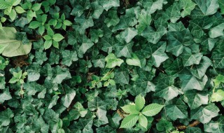 常青藤的用水扦插方法 常青藤的用水扦插方法简单介绍
