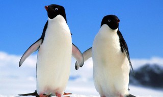 企鹅能生活在热带吗 热带地区有企鹅吗
