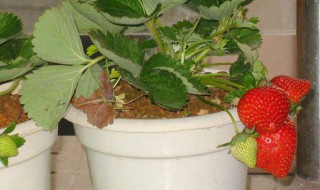 室内种植草莓方法 室内草莓种植的方法介绍