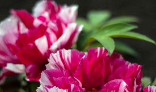 牡丹的栽培方法 如何种植牡丹