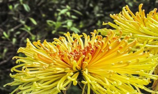 盆栽菊花怎么养殖方法 菊花如何养殖