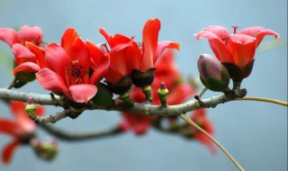 木棉花的花语的意思是什么 木棉花的花语寓意