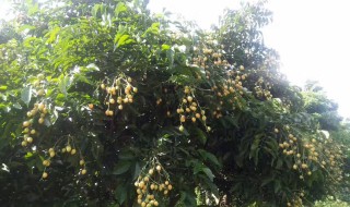 修剪黄皮树方法 各种黄皮树的修剪方法