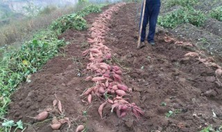 拔红薯的方法 怎么拔红薯