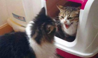 猫咪保温怎么做 如何给猫咪保温