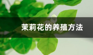 茉莉花的养护方法 茉莉花如何养