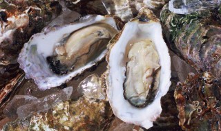 牡蛎腌制方法 牡蛎腌制方法简单介绍