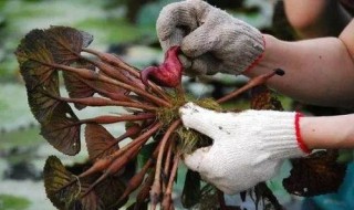 菱角施肥方法 菱角施肥方法简单介绍