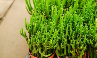 珊瑚树水培方法 怎么水培珊瑚树