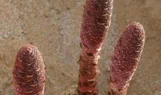 新鲜锁阳怎么保存 存放锁阳的方法