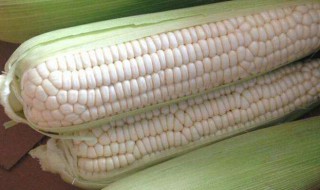新鲜糯玉米怎么保存 保管玉米的方法介绍