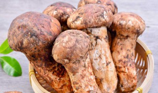 新鲜松菌怎么保存 新鲜松菌保存方法介绍