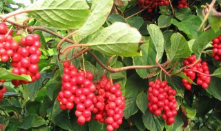 新鲜五味子怎么保存 保存五味子的技巧