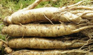 新鲜人参怎么保存晒干 新鲜人参保存晒干方法介绍