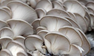 新鲜平菇怎么保存 新鲜平菇保存方法