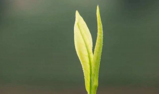 千林嫩叶始藏莺的意思 千林嫩叶始藏莺简单介绍