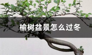 榆树过冬的方法 榆树盆景怎么过冬