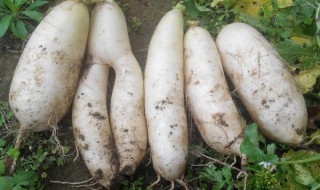 大萝卜存放方法 大萝卜怎么储存