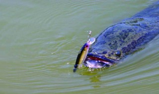 野钓乌鱼方法 怎么野钓乌鱼