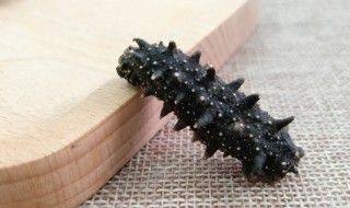 野生海参怎么保存 保存海参的妙招