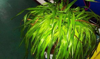 龙雪兰扦插方法 龙雪兰怎么扦插