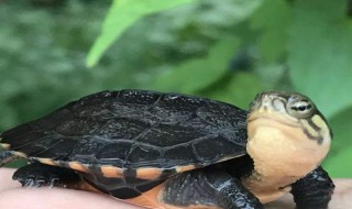小鱼缸养龟方法 小鱼缸怎么养龟