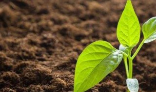 迷你椒种植方法 怎么种迷你椒