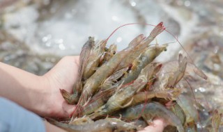 蒸冻虾怎么做 做蒸虾的步骤