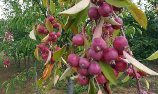 楸子树的养殖方法 楸子树的养殖方法是什么