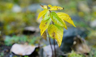 一岁一枯荣岁什么意思 一岁一枯荣原文及翻译