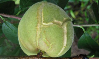 杏裂果防治方法 如何防治杏裂果