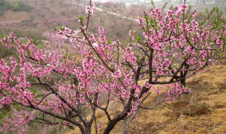 房前栽什么树风水好 适合房前栽的树介绍