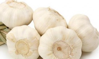 老蒜的种植方法 老蒜如何种植