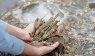 烤虾滑制作方法 如何制作烤虾滑