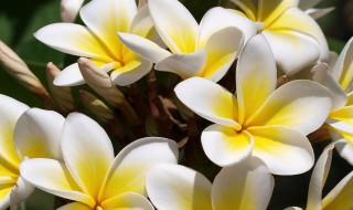 家里适合放什么花 什么花适合放家里